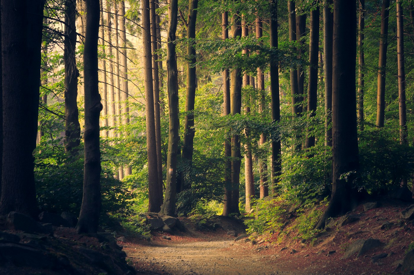 Tall forest trees framing a path in soft natural light